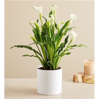 Sophisticated White Calla Lily